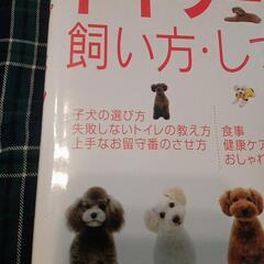 トイプードルの飼い方　しつけ方の画像