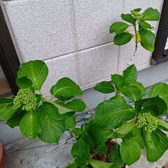 紫陽花　 苗木　花付き　高さ90x 70x 50cm