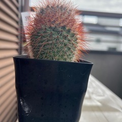 サボテン　　観葉植物