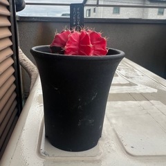 サボテン　　観葉植物