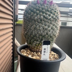 サボテン　　　観葉植物