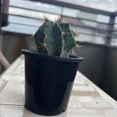 サボテン　観葉植物
