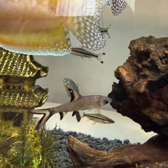 シルバーシャーク