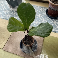 柏ゴムの木 対応完了しました。