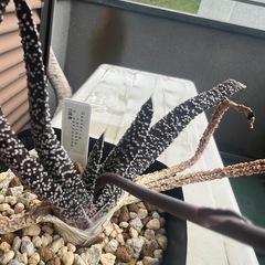 観葉植物の画像