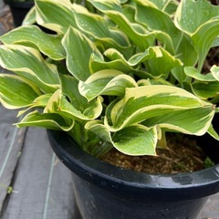 サガエ ギボウシ 園芸花植物ガーデニングの画像