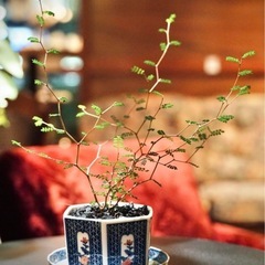観葉植物　ソフォラ・リトルベイビー　高さ25cm　おしゃれな鉢と...