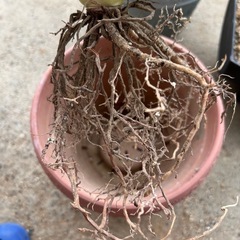 アガベ　ハバルディアナ1の画像