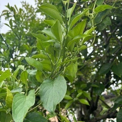 みかんの木の葉っぱ