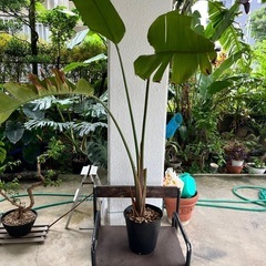 [観葉植物]ストレチア　　
