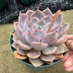 エケベリア　オリオン　鉢ごとの画像