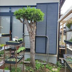 薪の木と庭石
