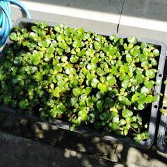 格安‼️水草販売中‼️金魚やメダカの水槽に‼️の画像
