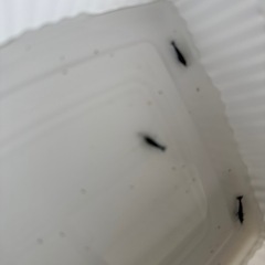 ダークブルーシュリンプ➕αの画像