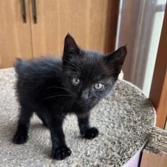 黒猫子猫⭐️１ヶ月半
