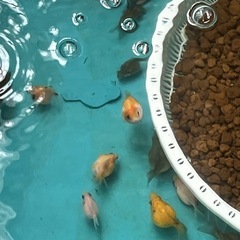 ①ピンポンパール金魚