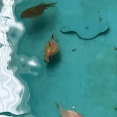 ①ピンポンパール金魚の画像