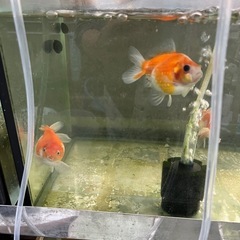 ①ピンポンパール金魚の画像