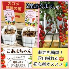 2苗あり◆ ミニトマト ◆子供や初心者オススメ◆ 家庭園芸用 こ...
