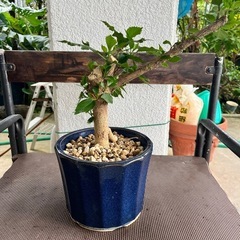 [観葉植物]ハイビスカス