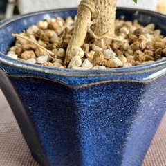 [観葉植物]ハイビスカスの画像