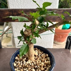 [観葉植物]ハイビスカスの画像