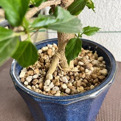 [観葉植物]ハイビスカスの画像