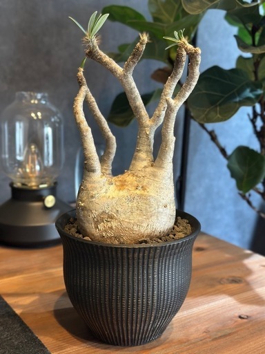 グラキリス　現地球　発根済み