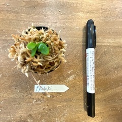  【観葉植物】 ビカクシダ 吹雪　Fubuki  No.❷番