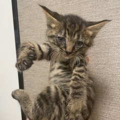 里親募集 子猫