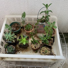 多肉植物☆10鉢
