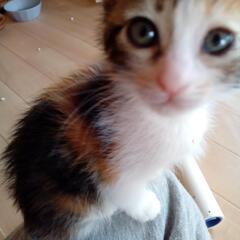 三毛さん　片目に結膜炎　良くなりました　飼い主不在確認済