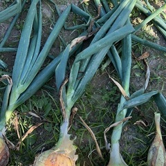 野菜セット