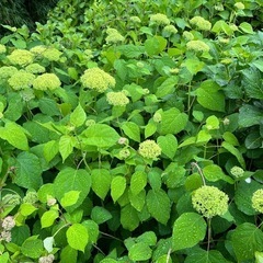 紫陽花アナベルまだ先、切花で