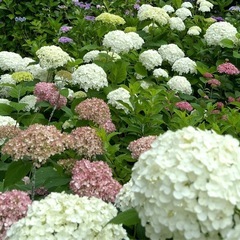 紫陽花アナベルまだ先、切花での画像