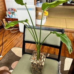 [観葉植物]ストレチア　No2