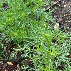 カモミール　苗　3苗　まだ小さいです　小苗　🌱　蕾あり