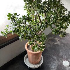 ★大きな金の生る木　どなたか貰って下さい。★