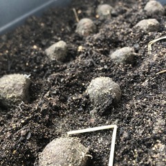 発芽済み、種芋、大和芋、つくね芋、丹波山の芋 