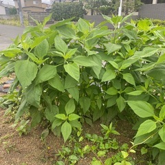 菊芋の苗