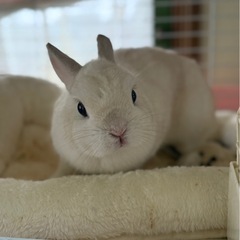 ネザーランドドワーフうさぎ