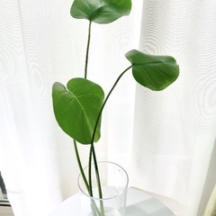 【完了】橿原イオンか大和高田トナリエに来てくれる人限定/モンステラの画像