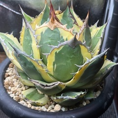 アガベチタノタ スナグルトゥース 親株サイズ 現地球