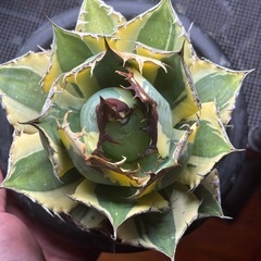 アガベチタノタ スナグルトゥース 親株サイズ 現地球