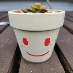 多肉植物  桜吹雪の画像
