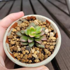 多肉植物  桜吹雪の画像