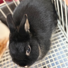 ネザーランドドワーフうさぎ - 石岡市