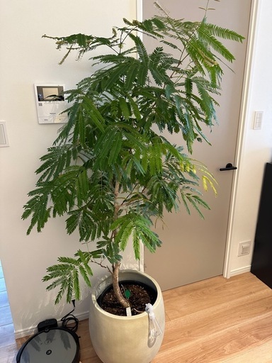 エバーフレッシュ