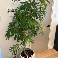 エバーフレッシュ