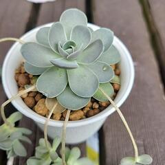 多肉植物の画像